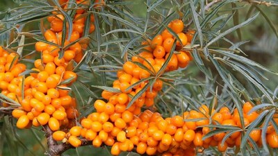 10 Wild Fruits Across India And Their Benefits