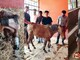 They initially experimented with 3D printing but quickly realized that a horse’s weight-bearing needs required a more robust approach. Image: News18