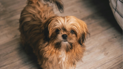 Top 10 Low Maintenance Dog Breeds