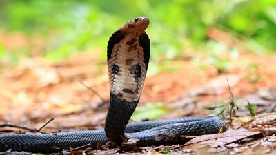 How To Stay Safe When Cobra Crosses Your Path?