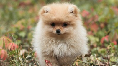 10 Dog Breeds With Longest Lifespan