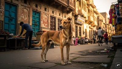 Indian Pariah Dog: A budget-friendly choice, these native dogs are often free to adopt and perfectly acclimated to the local climate. Their evolved street smarts result in peak immunity, meaning fewer vet visits and almost zero professional grooming costs over their long lifespans.