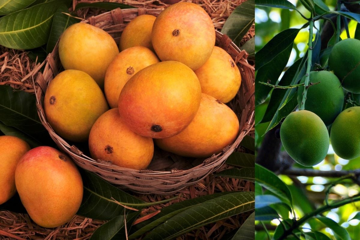 Weeks Before Harvest, Mango Faces Market Shifts And Weather Shock: What Next?
