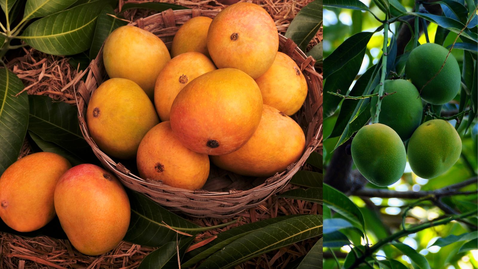 Buying mangoes just because they look bright, shiny, and perfect may actually mean bringing harmful chemicals into your home.