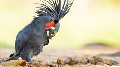 10 Most Expensive Animals In The World