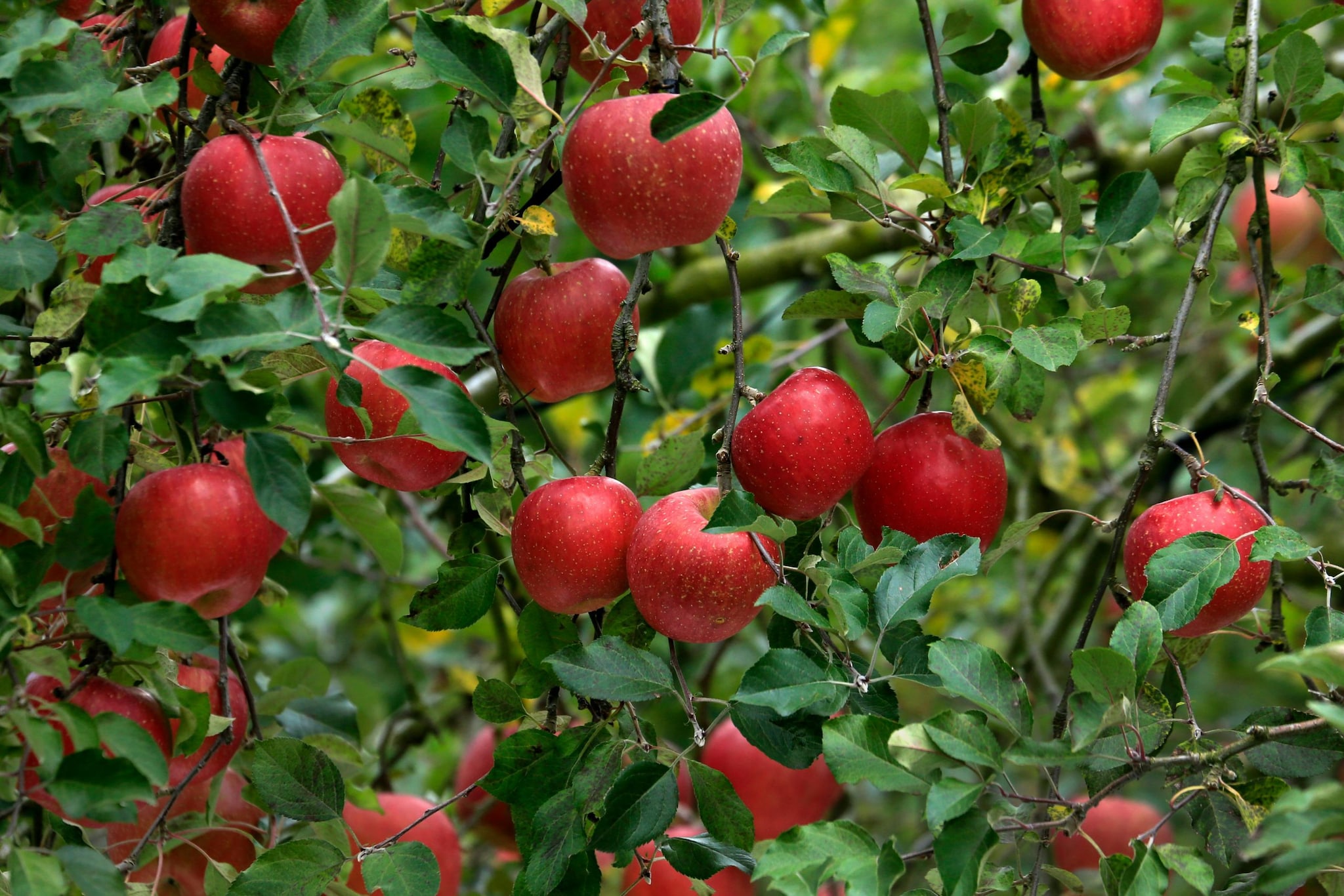 GK: Which City Is Known As The Apple Capital Of India?