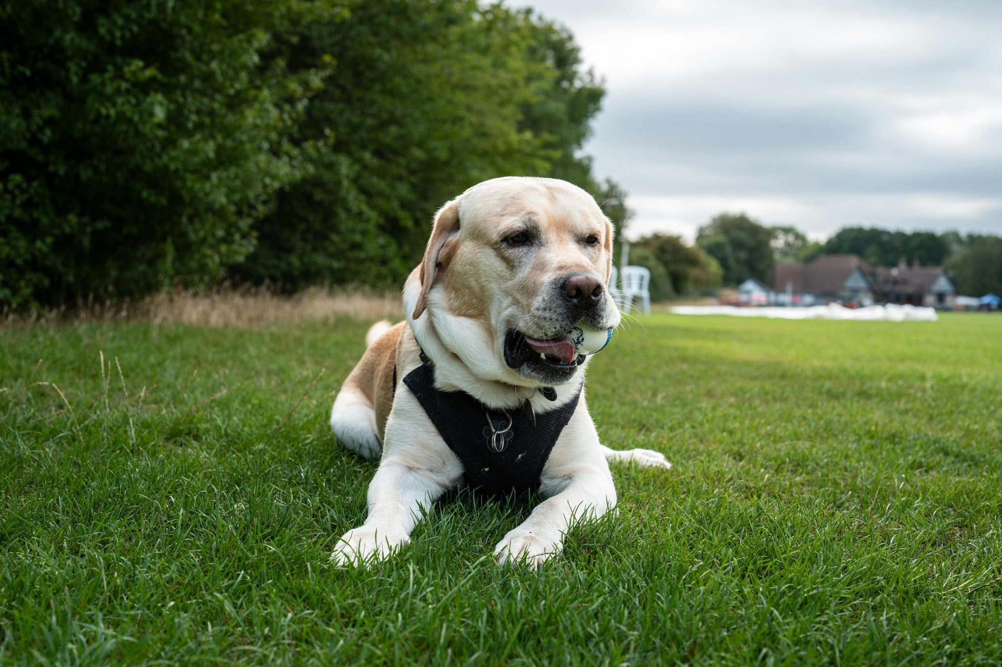 Labrador Retriever: Labrador Retrievers are the most popular breed for a reason: they are intelligent, gentle, and extremely enthusiastic about food. This food-based nature makes training sessions very productive. They excel at swimming, retrieving, and providing emotional support to their human families.