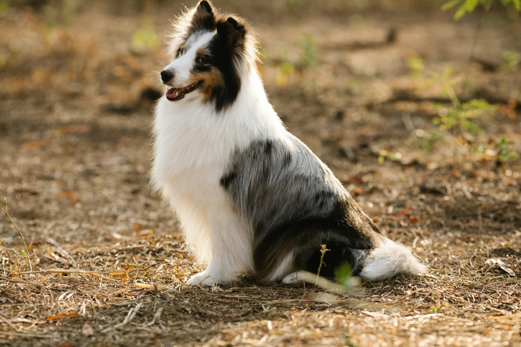 Shetland Sheepdog: "Sheltie" He is basically a mini border collie in terms of leadership. They are very sensitive to their owner's voice and mood, which makes training them very easy. They thrive in agility courses where they can show off their speed.