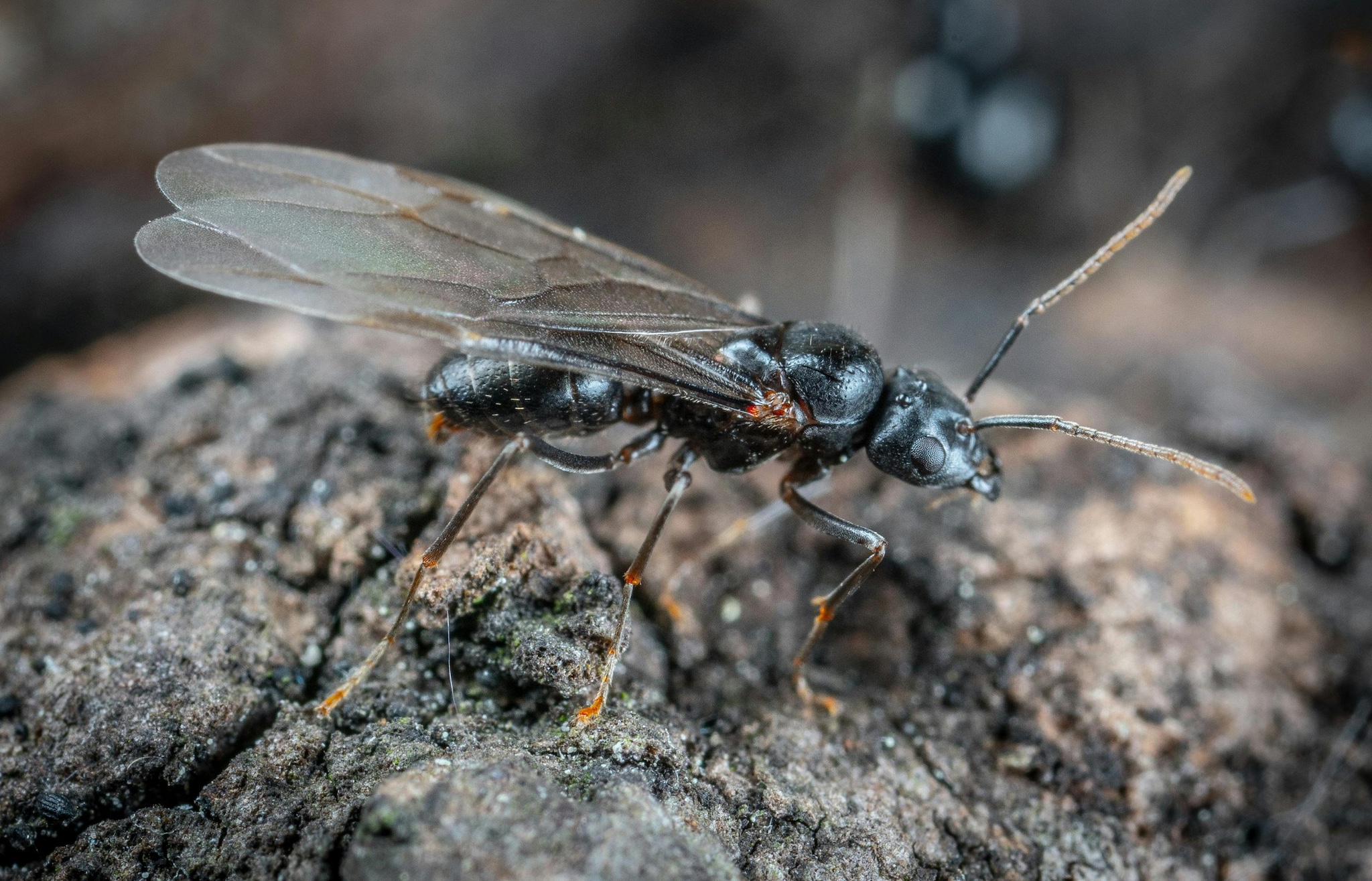 Drone Ants: Male drone ants exist primarily to reproduce. After mating with the queen during nuptial flights, she usually dies soon after. Their lifespan is short compared to queens and workers, making their entire life goal focused on reproduction.