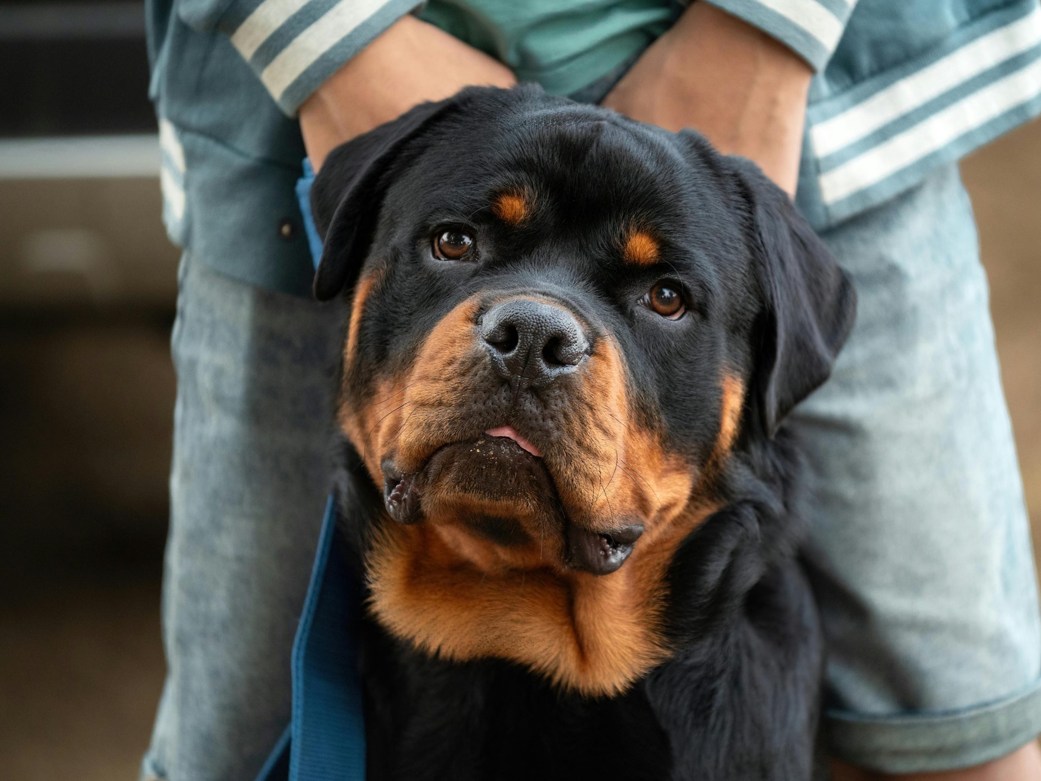 Rottweilers: Rottweilers are strong, confident, and fiercely loyal. They are natural protectors who bond closely with their families, offering both affection and security. Rottweilers: Rottweilers are strong, confident, and fiercely loyal. They are natural protectors who bond closely with their families, offering both affection and security.