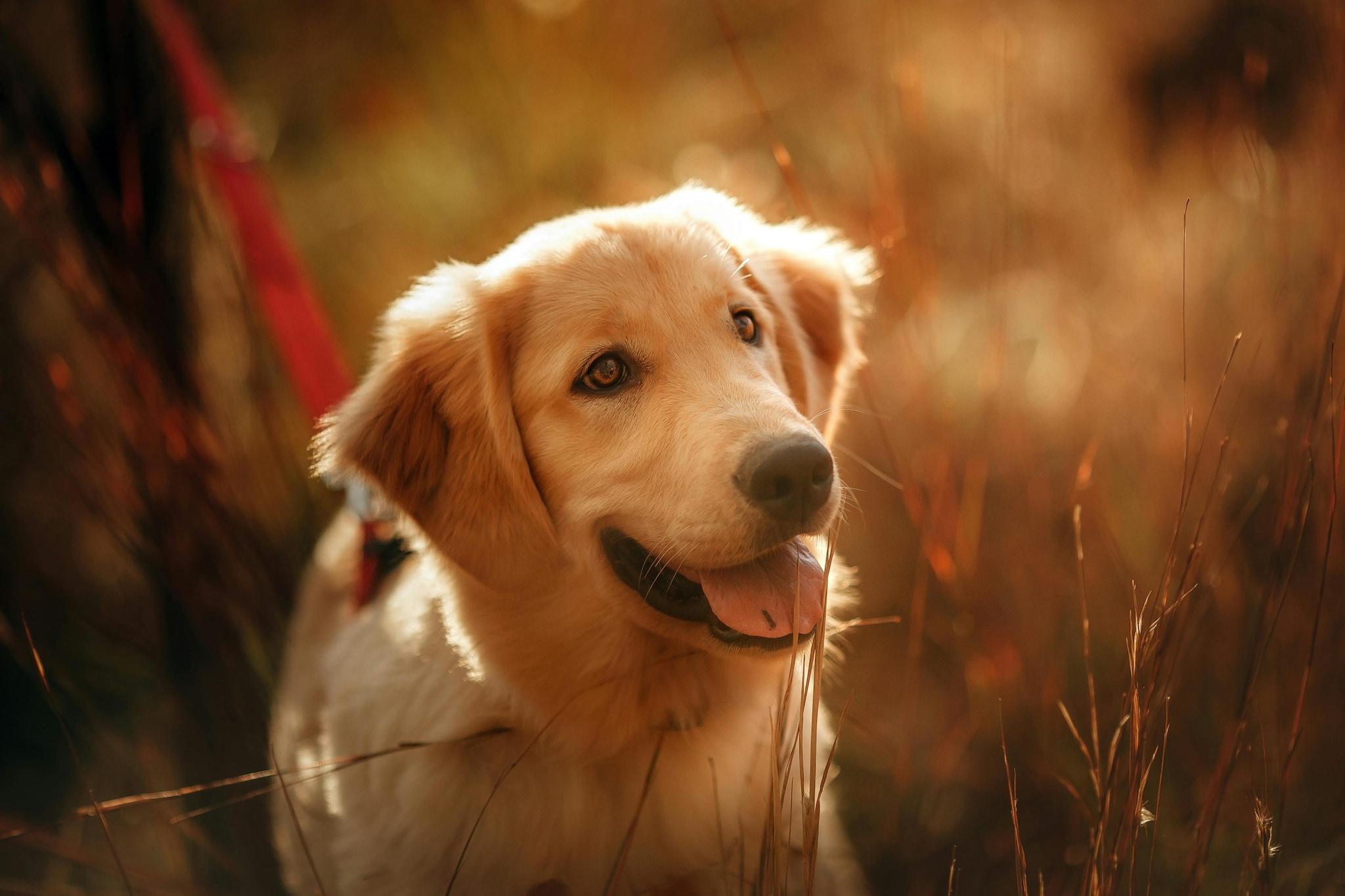 Golden Retriever: Famous for "Eager to please" Personally, Goldens are more than just friendly faces. They are very intuitive and able to learn over 200 commands. Their patient nature makes them world-class service animals and incredibly reliable companions for active families.