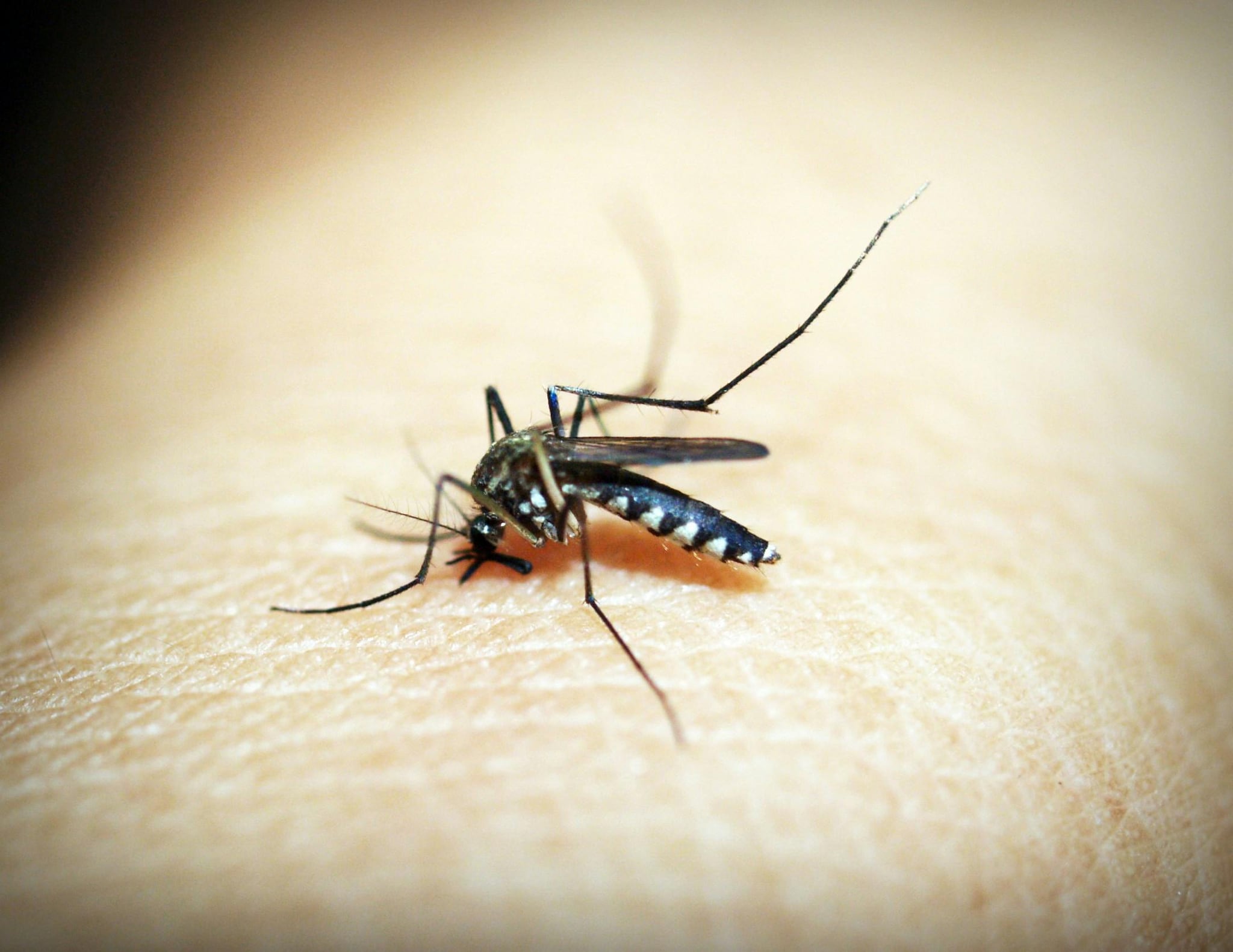 Mosquitoes: Mosquitoes usually live only a few weeks. Male mosquitoes usually live for about a week, while females may live longer depending on conditions. Despite their short lifespan, mosquitoes play major ecological roles and can significantly impact human health.