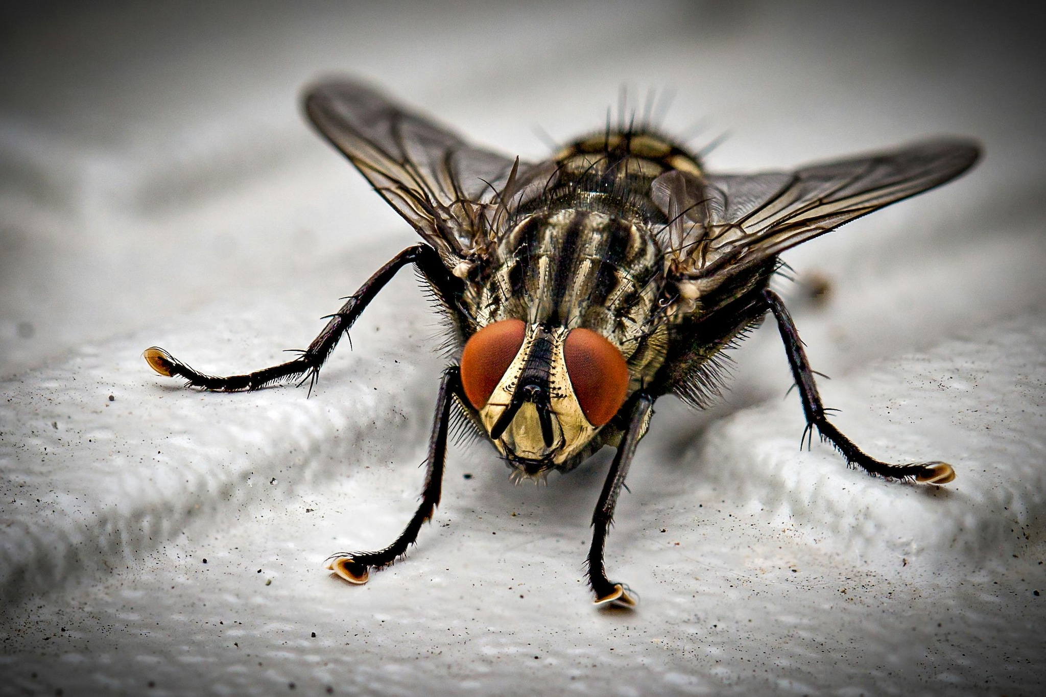 House Fly: House flies generally live for 15 to 30 days. During this short period, house flies reproduce rapidly and adapt easily to human environments. Its fast life cycle enables it to reproduce quickly, which is why it is common all over the world.