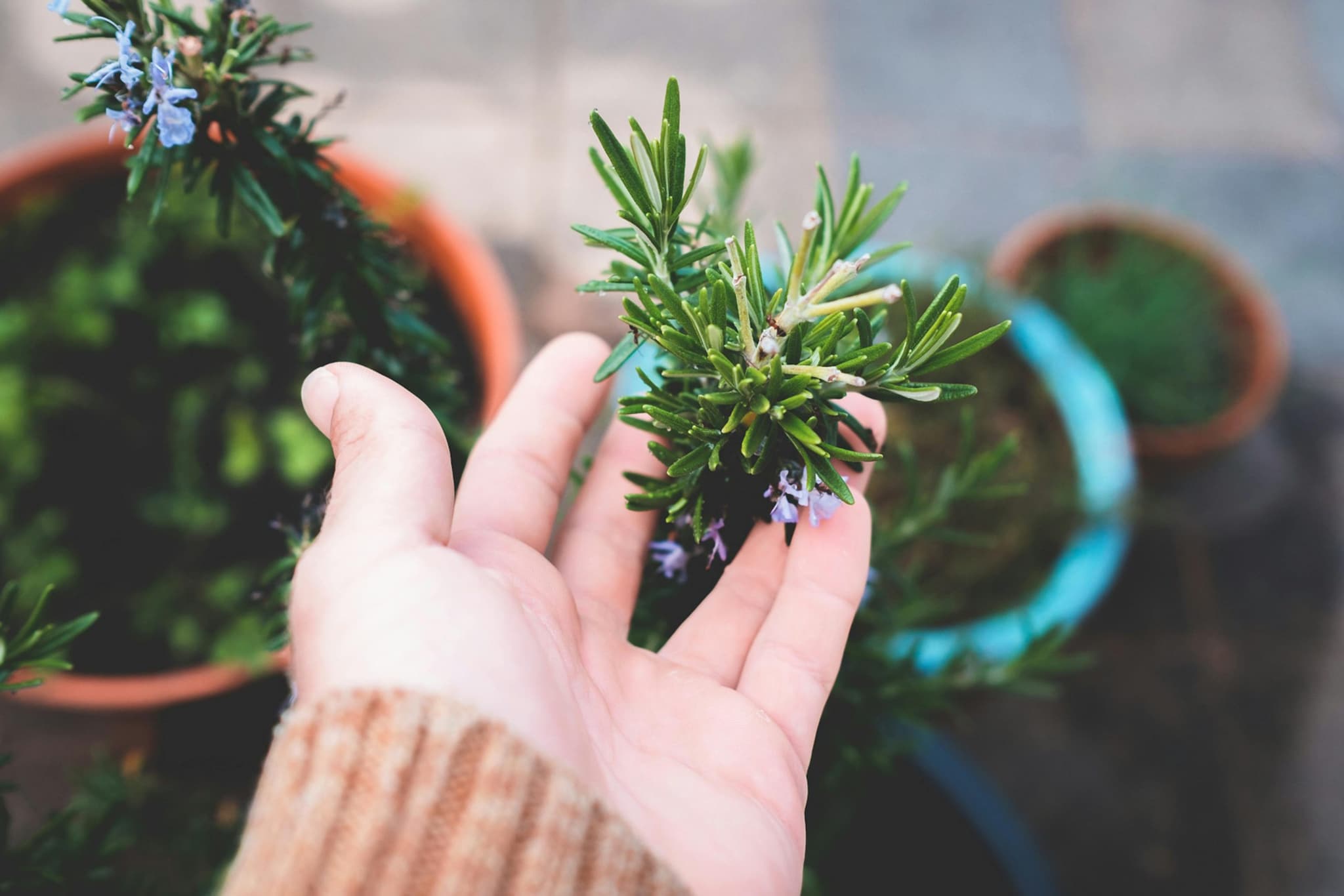 Rosemary: This hardy perennial is more than just a kitchen staple; its woody scent is a natural repellent for mosquitoes and cabbage moths. Rosemary thrives in bright light and adds a savoury fragrance to your home while keeping buzzing nuisances at bay.