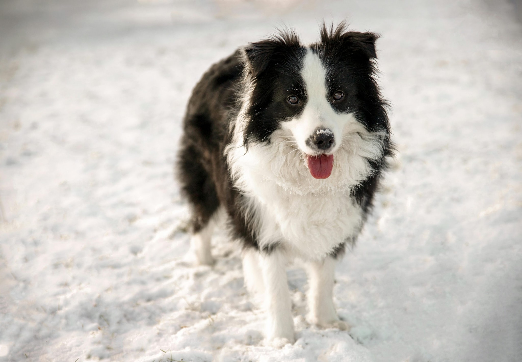 10 Dog Breeds With Longest Lifespan