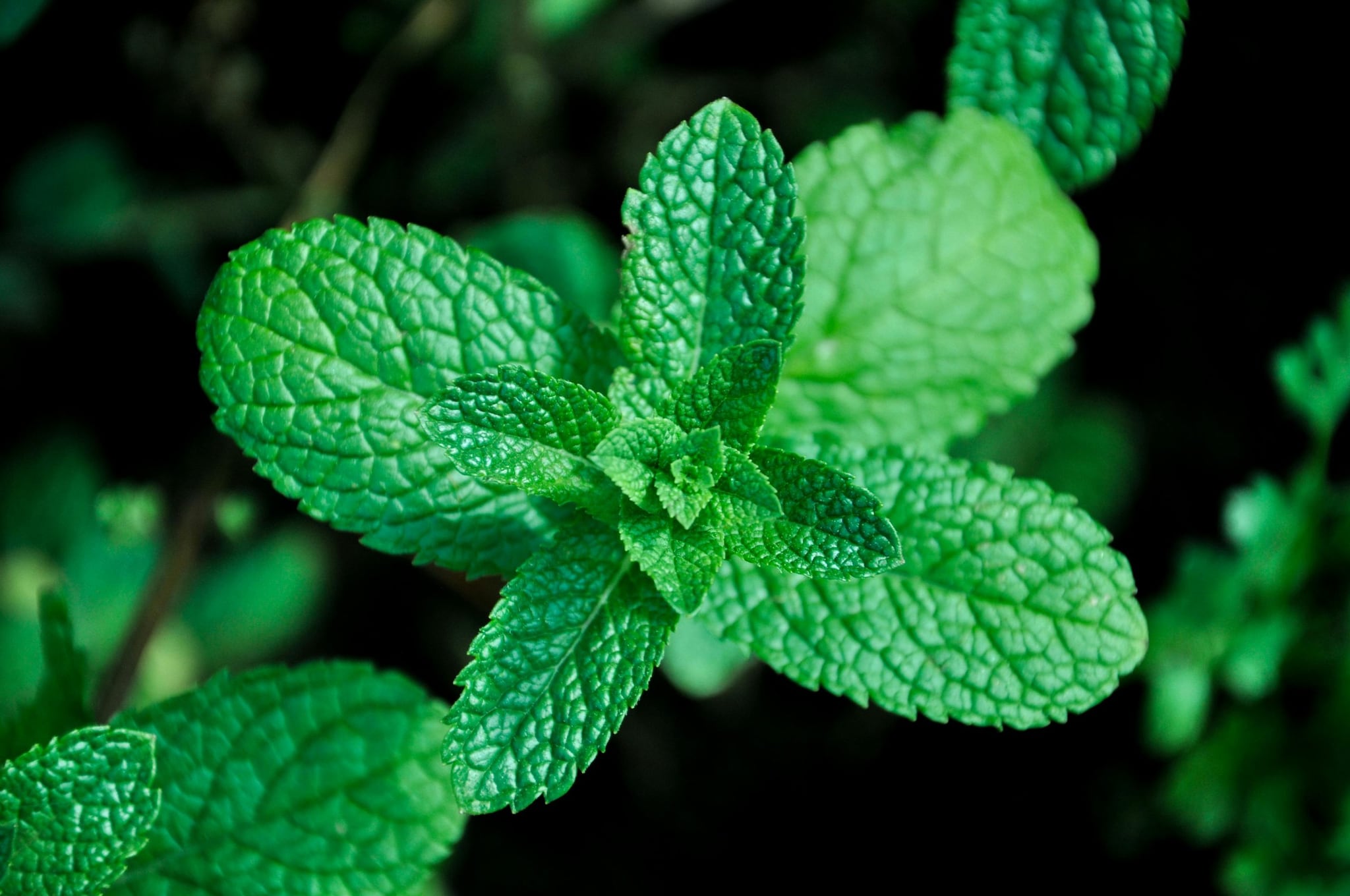 Mint: Mint is a fast-growing herb that doubles as a natural pest controller. Its strong, refreshing aroma is highly effective at deterring spiders, ants, and even mice. Keep it in a dedicated pot to prevent it from overtaking your indoor garden.