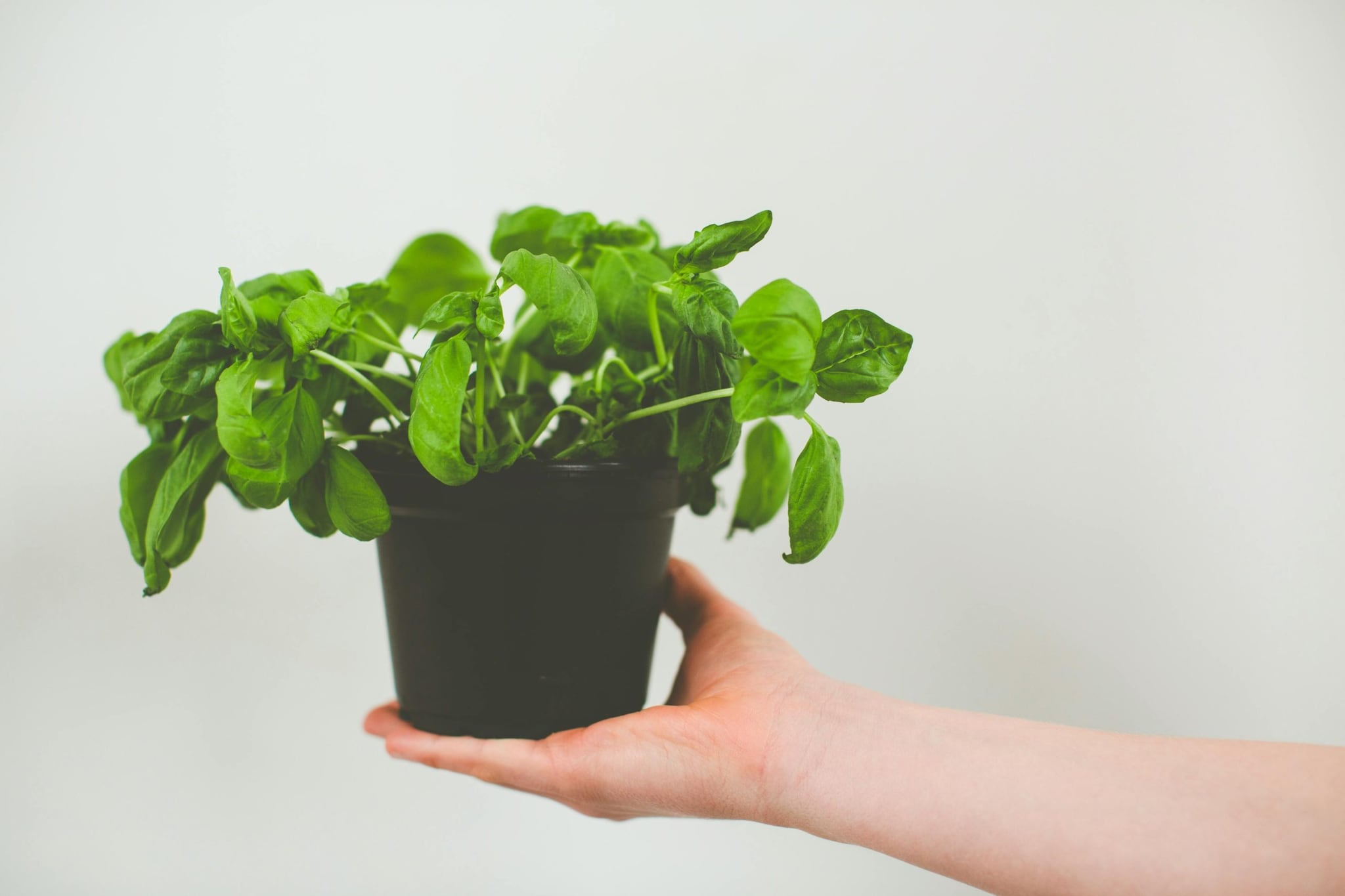 Basil: Keeping a pot of Basil on your kitchen counter does more than provide fresh pesto. Its pungent leaves are toxic to mosquito larvae and keep adult flies away from your food prep areas. It loves damp soil and plenty of sunlight.