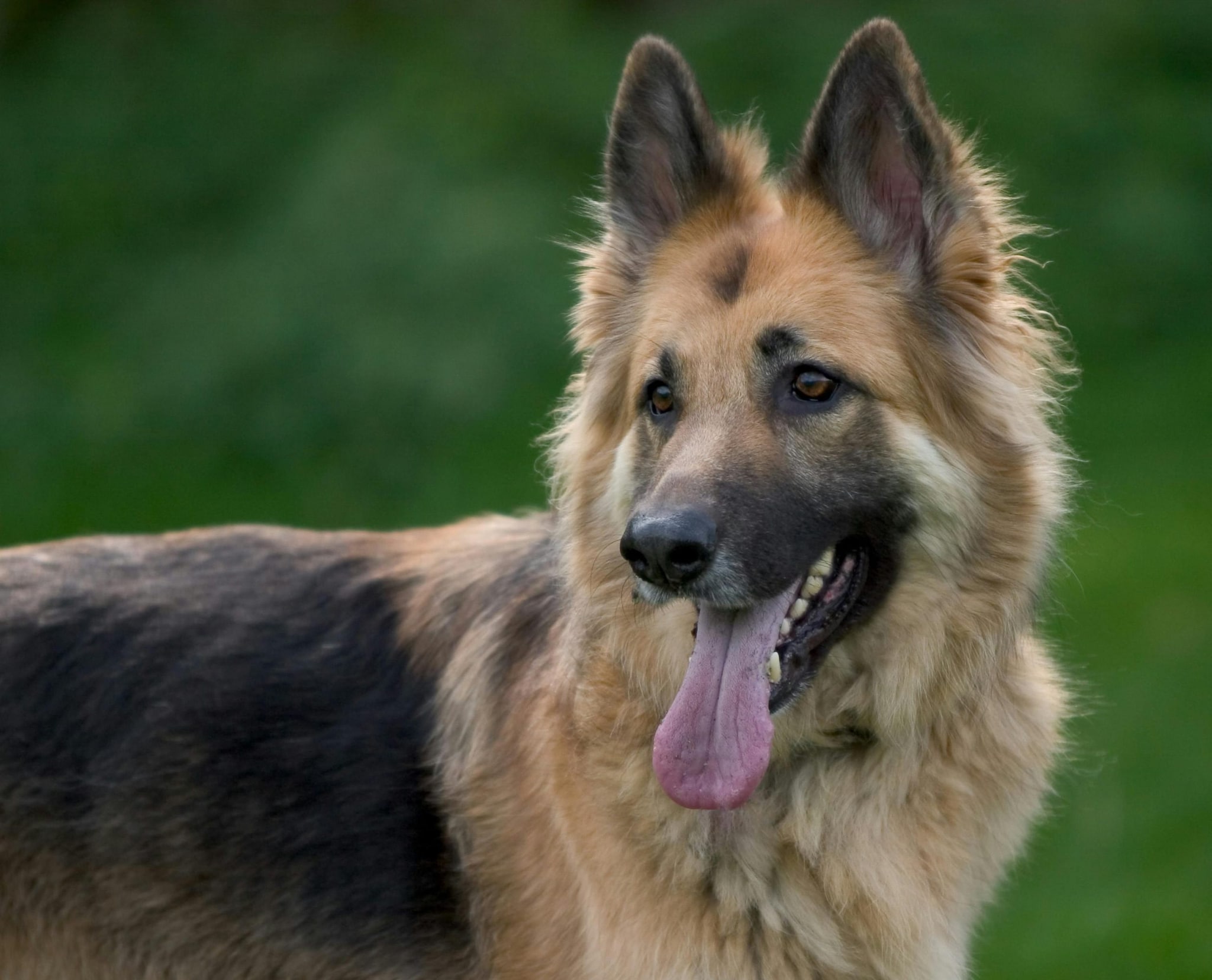 German Shepherd: The ideal protector, the German Shepherd is prized for its courage and analytical mind. They learn new tasks after only a few repetitions. Because they are so versatile, they excel at everything from police work to being a loyal family guardian.