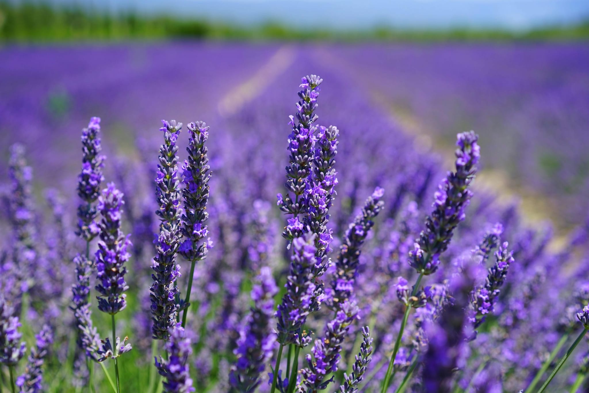 lavender flower bush Dapper Lavender Butterfly Bush