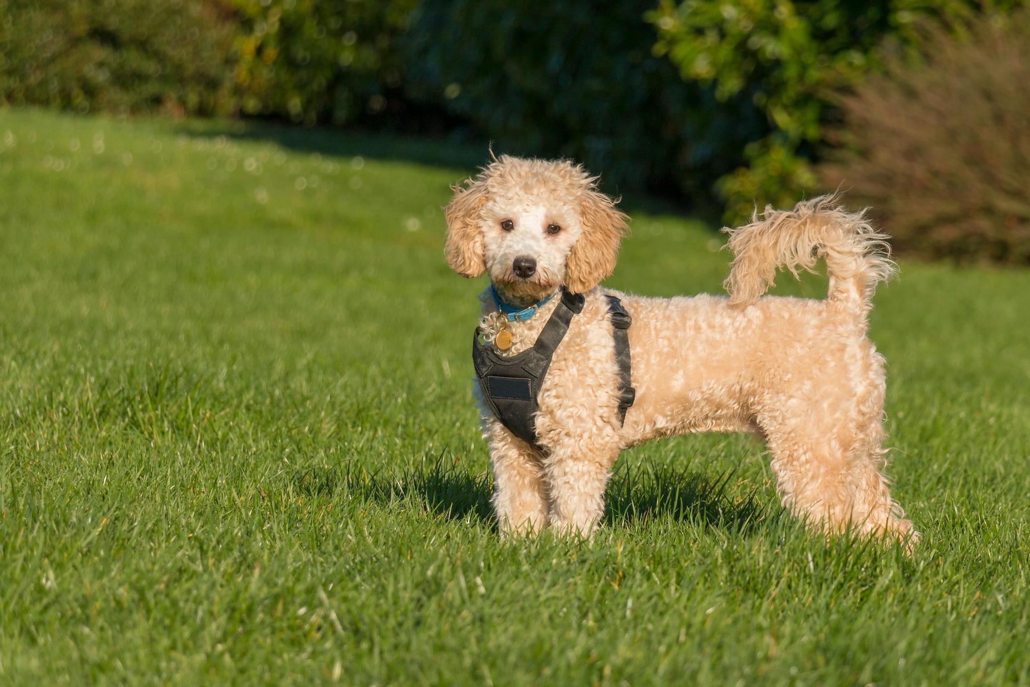 Poodle: Don't let the fancy hairstyles fool you. Whether toy, miniature, or standard, poodles are incredibly sharp and athletic. Originally bred as water retrievers, they are observant, eager to please, and consistently rank first in obedience trials.