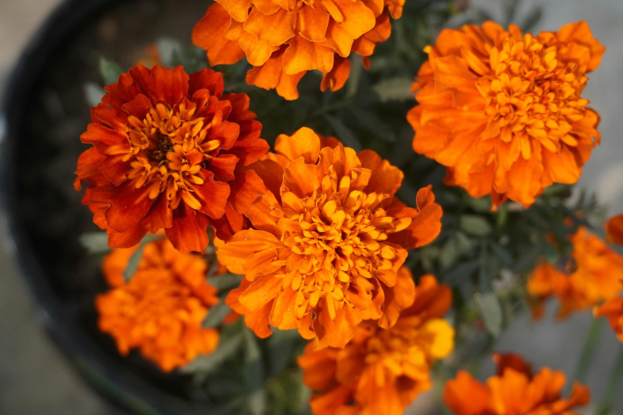 Marigolds: Often used in vegetable gardens, Marigolds work wonders indoors too. They contain pyrethrum, a compound found in many commercial insect repellents. These bright flowers are particularly good at discouraging gnats and aphids from infesting your other beloved indoor houseplants.