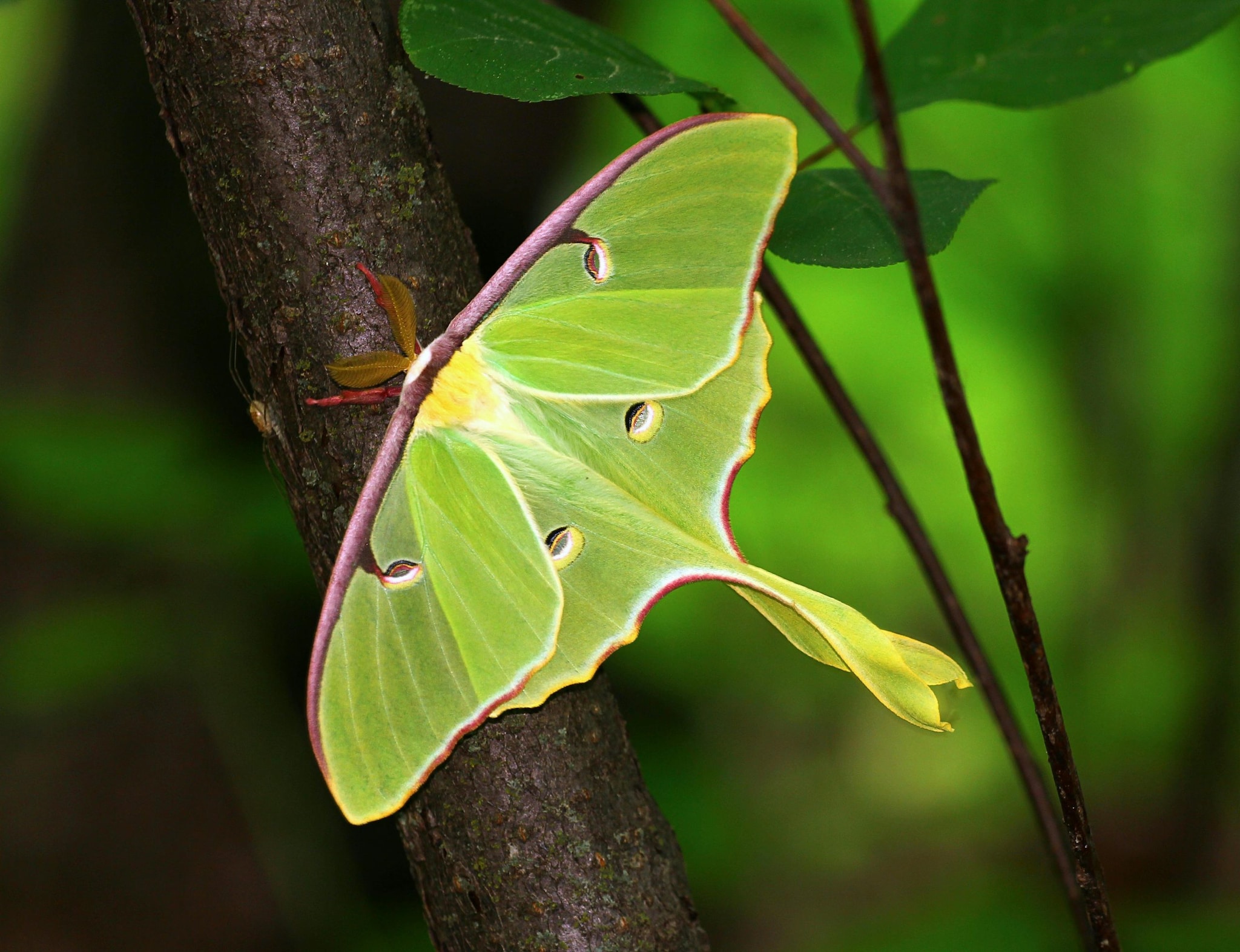 Luna Butterfly: The beautiful Luna butterfly lives for about a week in its adult stage. Adult luna moths don't even have functional mouths, meaning they can't eat. Their short lives are devoted entirely to mating and the continuation of the species.