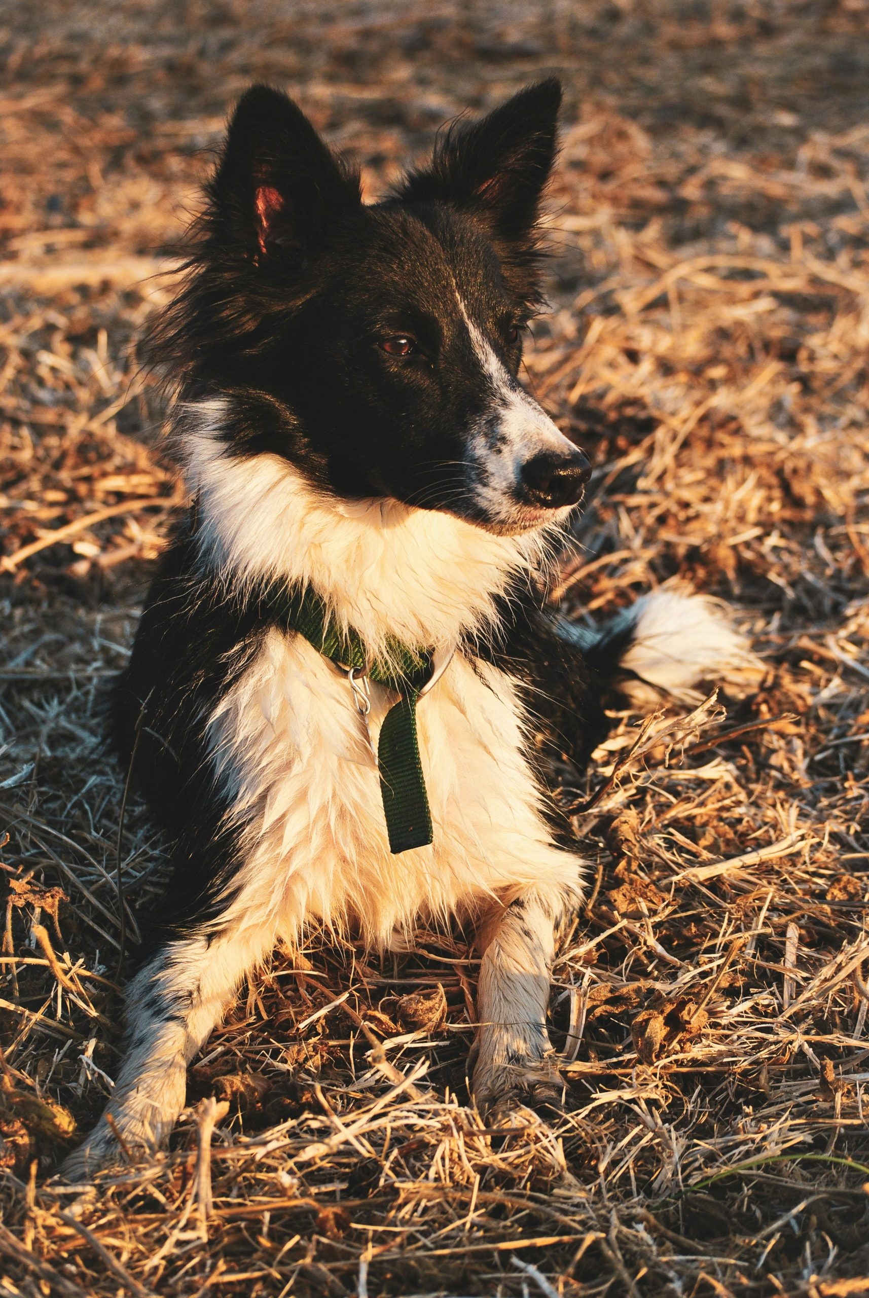 Border Collie: Widely considered the smartest dog in the world, the Border Collie is a workaholic. They have an uncanny ability to understand complex commands and subtle hand signals. Without a job or intense daily exercise, they will quickly outgrow you and your furniture.