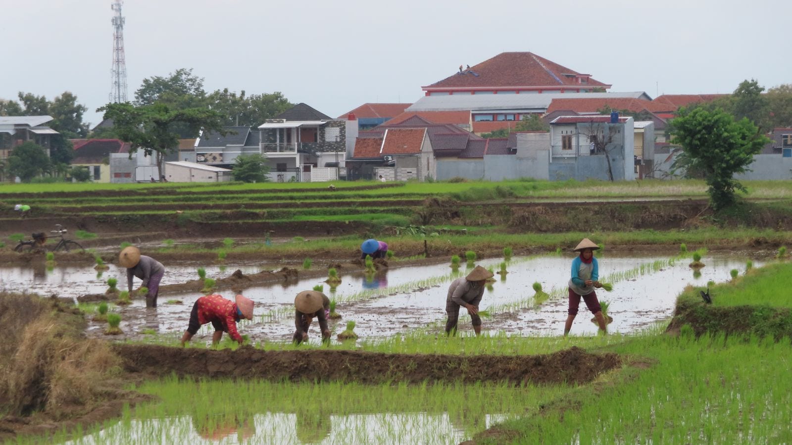 GK: Which State Is Called The Rice Capital Of India?