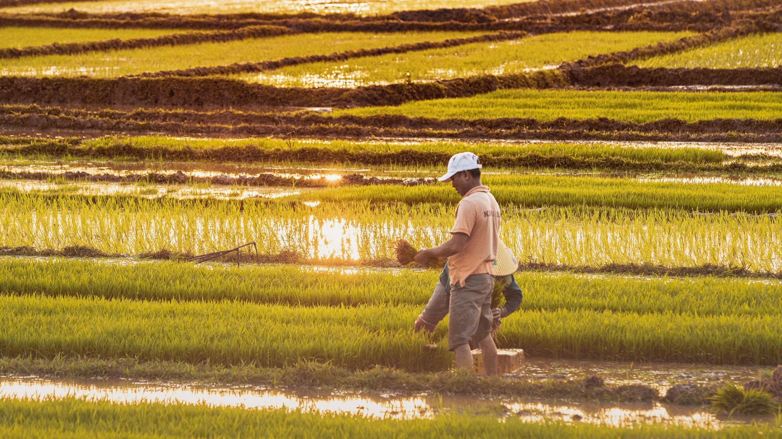GK: Which State Is Called The Rice Capital Of India?