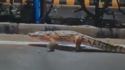 The recent rescues at Urmi Bridge and near Jambuva Bridge underscore the delicate balance between conservation efforts and public safety. (X/@MyVadodara)