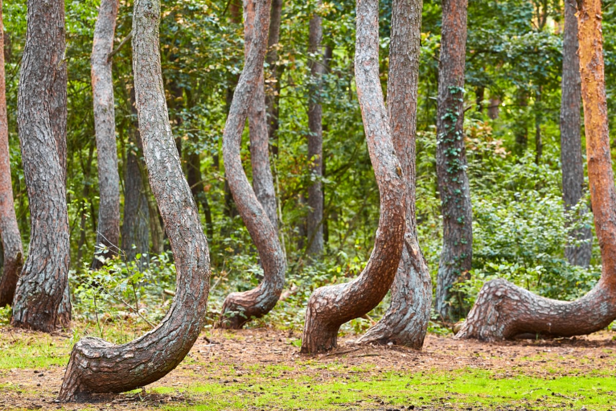 Mystery In Poland: Why Nearly 400 Trees In This Forest Bend Perfectly Toward The North Still Remains Unsolved