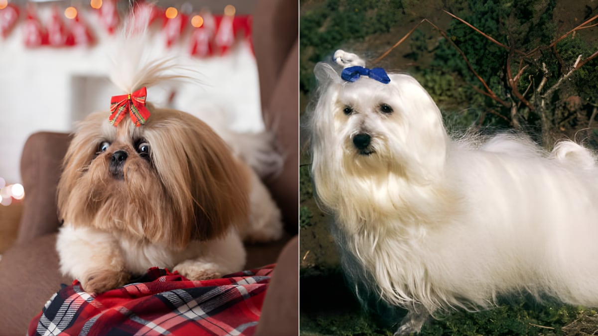 Meet the Mini Marvels: Eight Petite Pups That Stay Pocket‑Size for Life