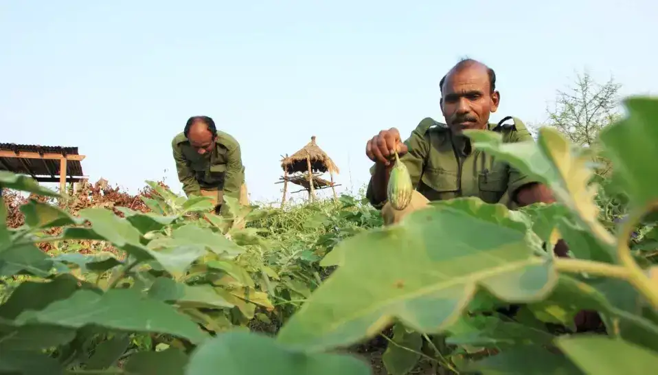 Svasara Jungle Lodge, Tadoba Tiger Reserve, Maharashtra 