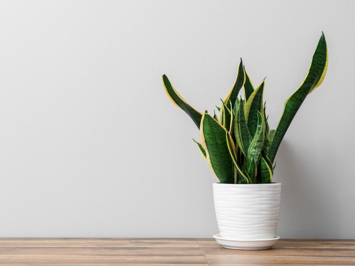 May Heatwave Survival: 5 Cooling Plants To Refresh Your Home This Summer 1