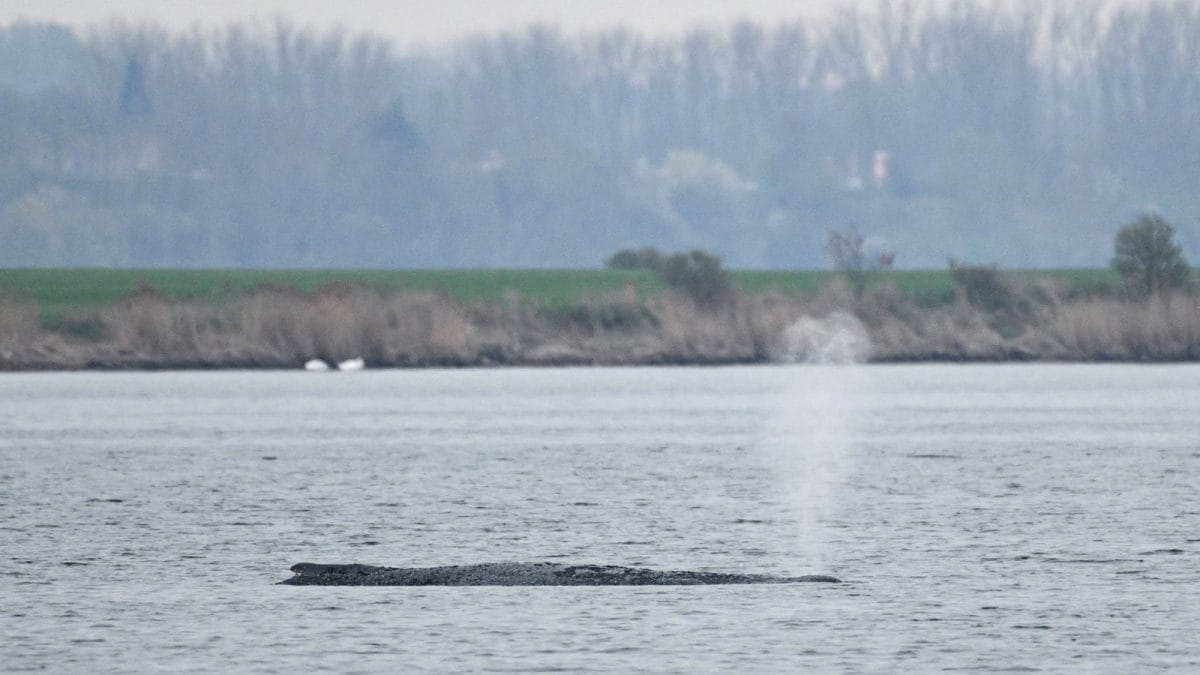 Race To Save ‘Timmy’: Germany Launches Complex Rescue Op For Stranded Whale