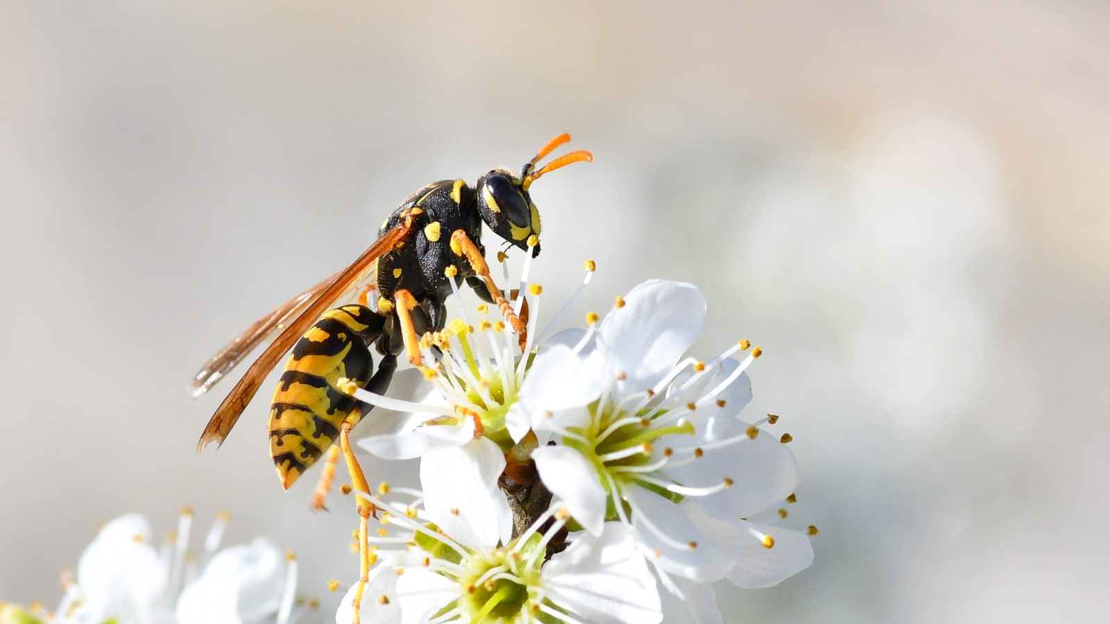 9 Most Funny Animal Names That Are Too Weird To Take Seriously
