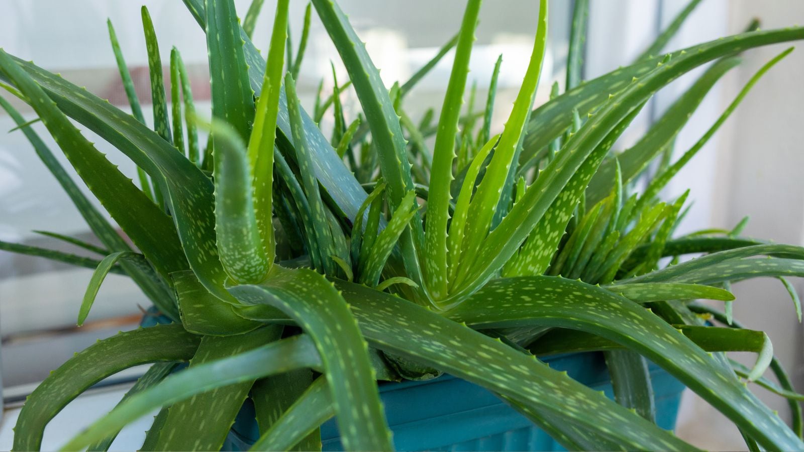 Aloe Vera: More than just skincare, Aloe vera helps purify air and thrives in heat, making it ideal for Indian summers.