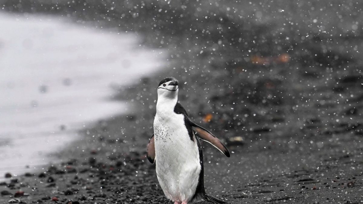 Beneath the White: Unveiling Antarctica’s Hidden Wealth and the Peril It Brings