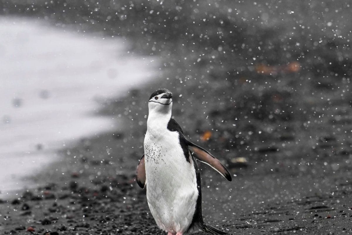 What Lies Beneath Antarctica’s Ice? Hidden Riches Or A Global Crisis Ahead