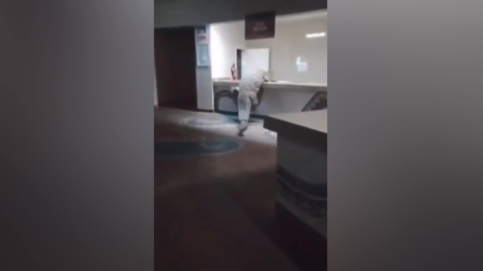 ‘Like A Paying Guest’: Crocodile Walks Into Zimbabwe Hotel, Climbs Kitchen Counter For Food