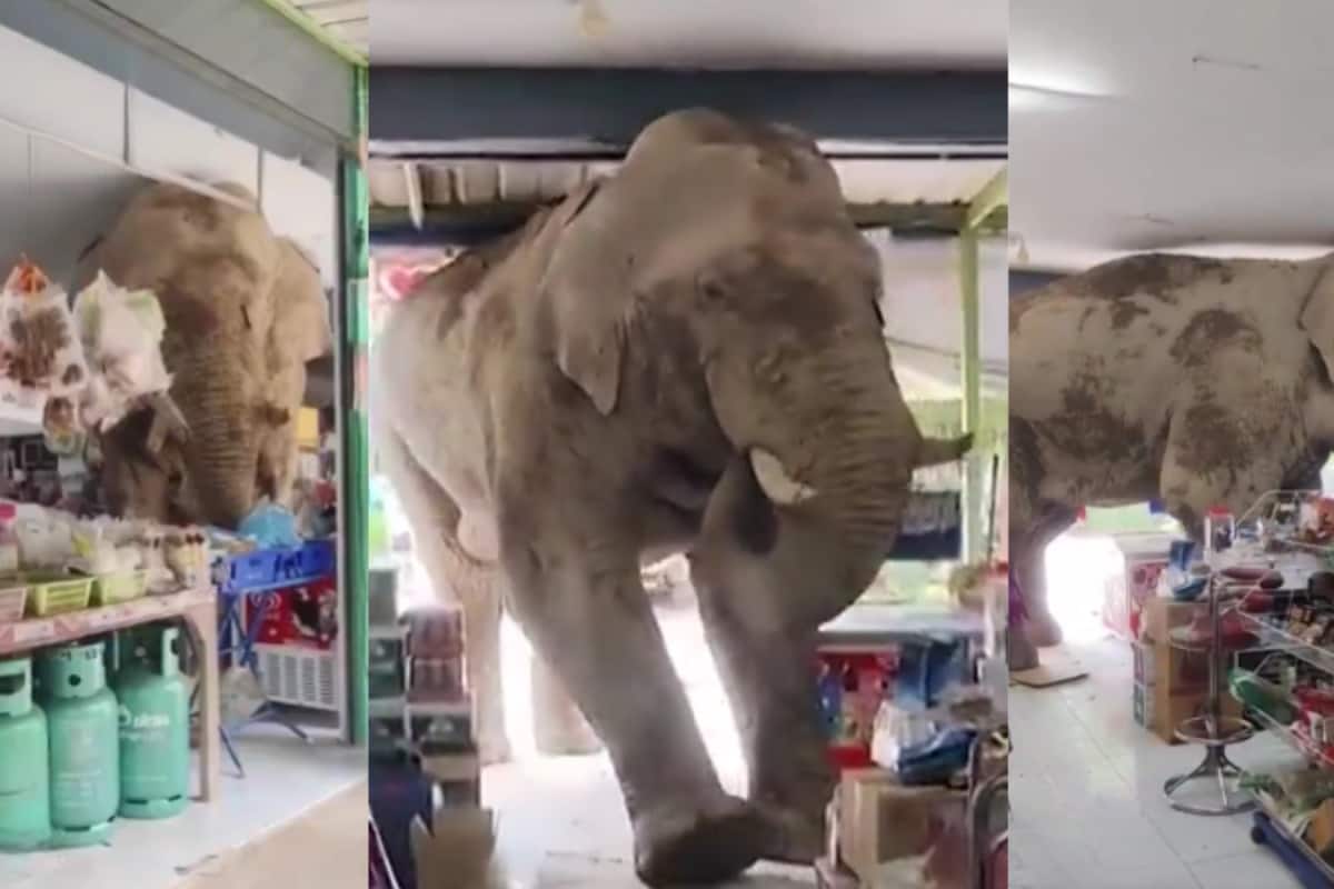 Elephant Raids Thai Convenience Store For Snacks; Internet Calls It ‘The Funniest Heist Ever’