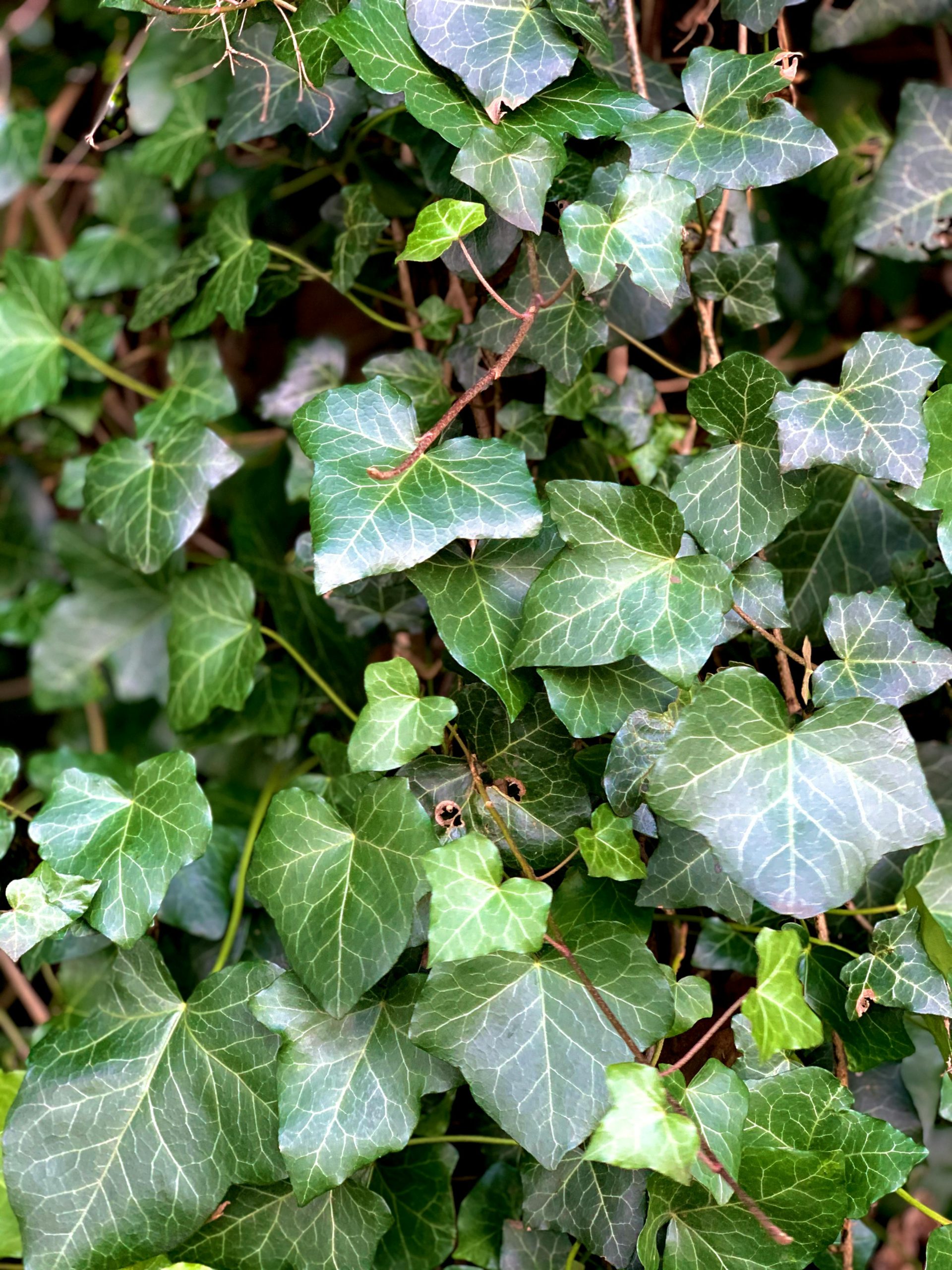 English Ivy: English Ivy is a classic creeping vine known for its ability to spread quickly and form insulating green walls, helping reduce indoor temperatures by blocking sunlight, while also adding aesthetic charm and improving surrounding air quality in compact balcony spaces.