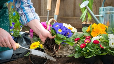 If you’re thinking of adding flowering plants to your balcony garden but are worried the summer heat might stop them from blooming, we’ve got you covered. Here are 10 vibrant, low-maintenance flowering plants that thrive in Indian summers—keeping your balcony blooming even in peak temperatures.