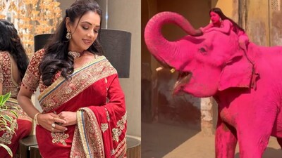 Rupali Ganguly condemns a Jaipur content creator for painting an elephant