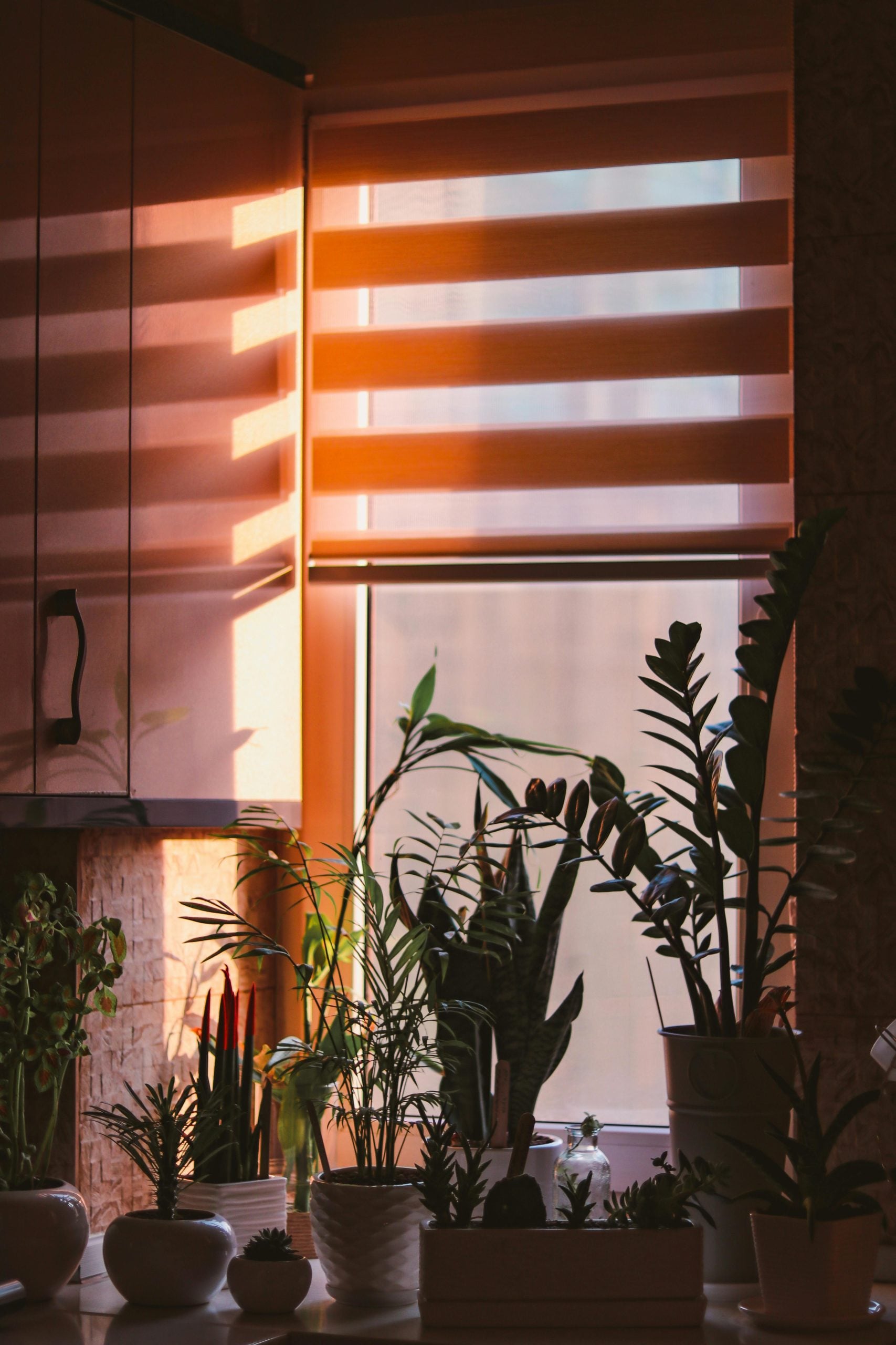 Indoor plants for natural cooling: Indoor plants cool the air through transpiration while improving humidity levels. Place plants like aloe vera, snake plant, or areca palm near windows. They block direct sunlight, reduce heat buildup, and create a refreshing, shaded indoor environment without electricity use.