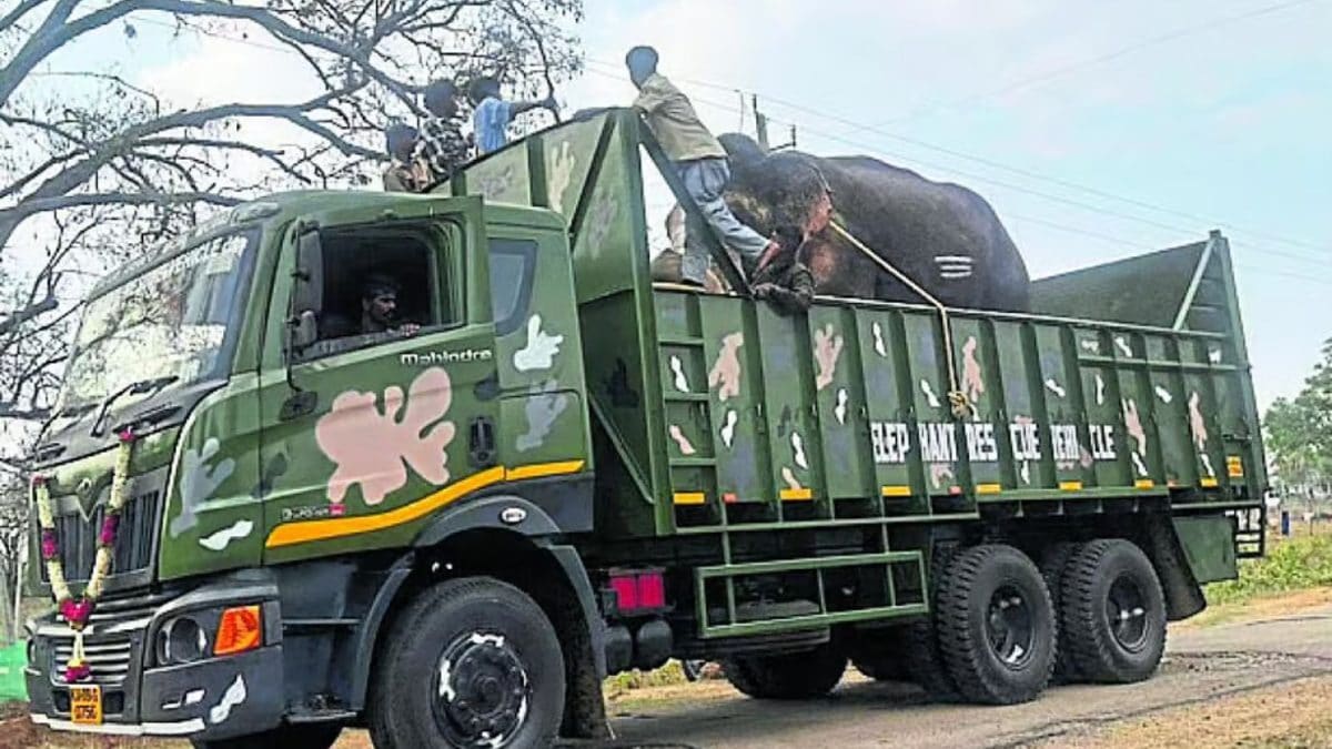 A Dasara Star’s Second Chance: Elephant Moved After A Decade Of Isolation In Karnataka