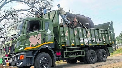 Forest officials and camp staff also observed that Gajendra was withdrawing from other elephants, wasn’t social at all. Image: News18