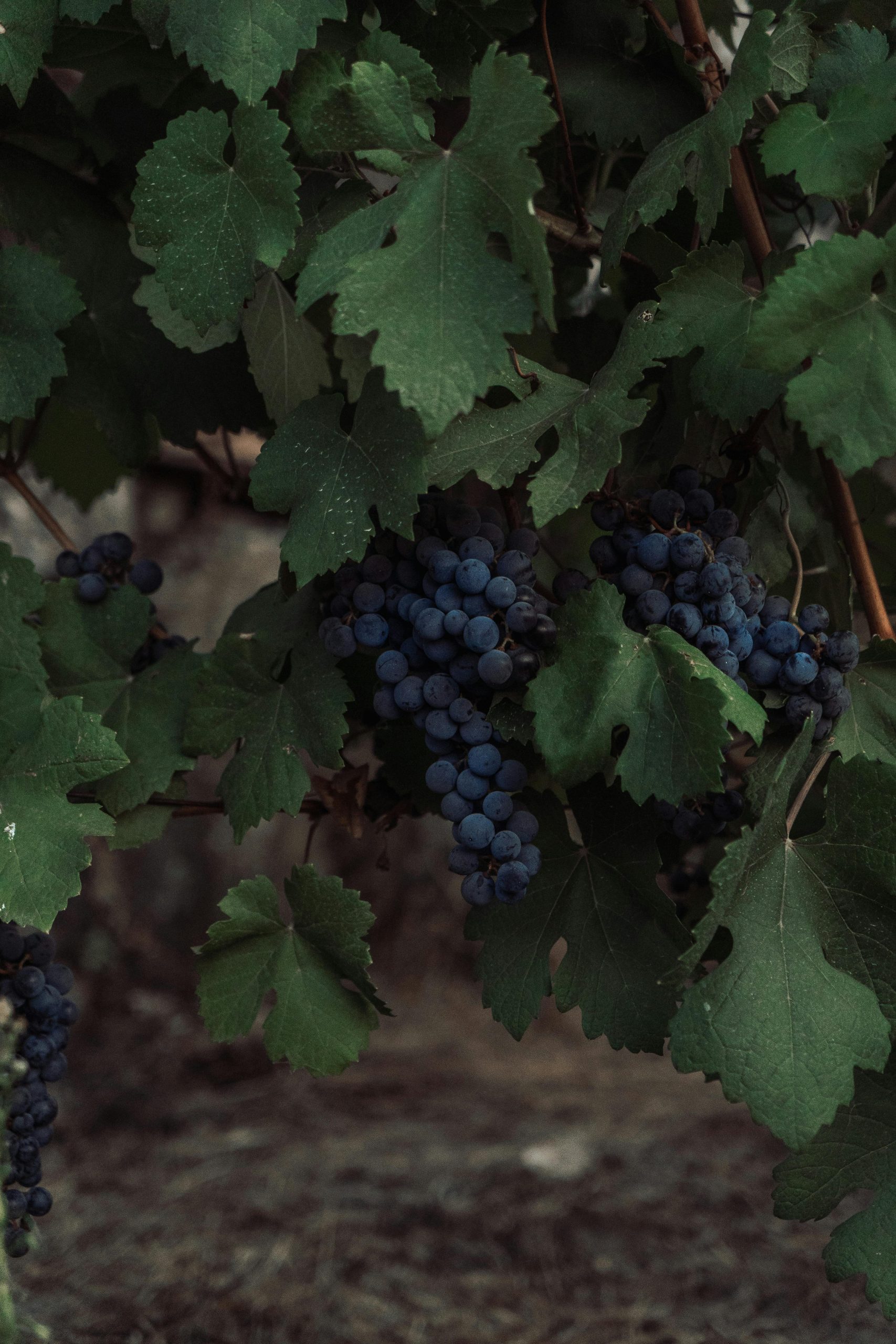 Grape Vine: Grape Vine is a vigorous climber that produces large leaves, creating dense shade that significantly lowers heat exposure on balconies, and it also offers the added benefit of edible fruit, making it both functional and rewarding for home gardeners.
