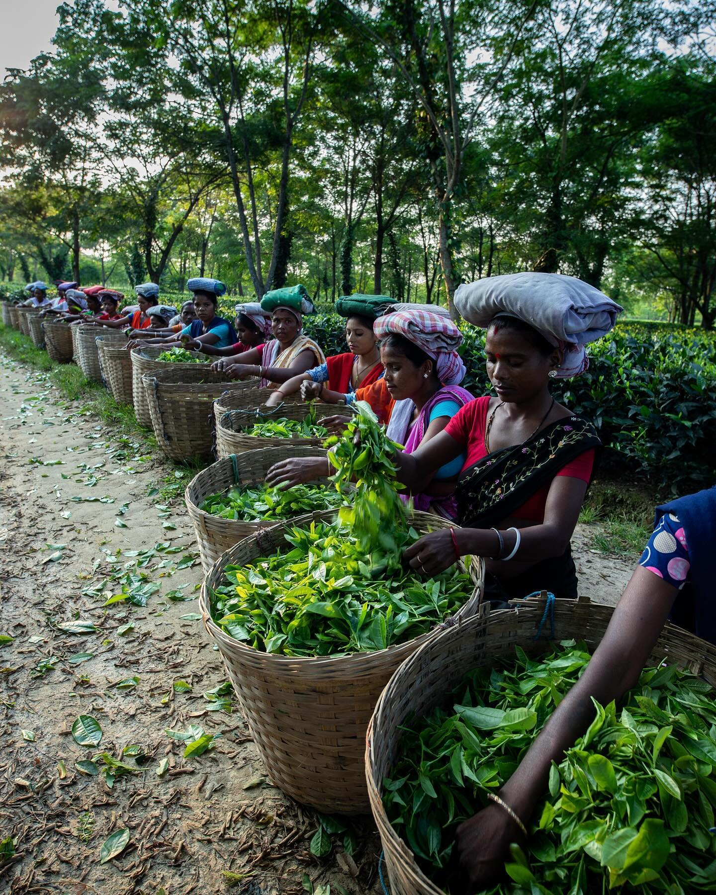 After PM Modi’s Manohari Visit, A Look At Assam’s Most Iconic Tea Estates