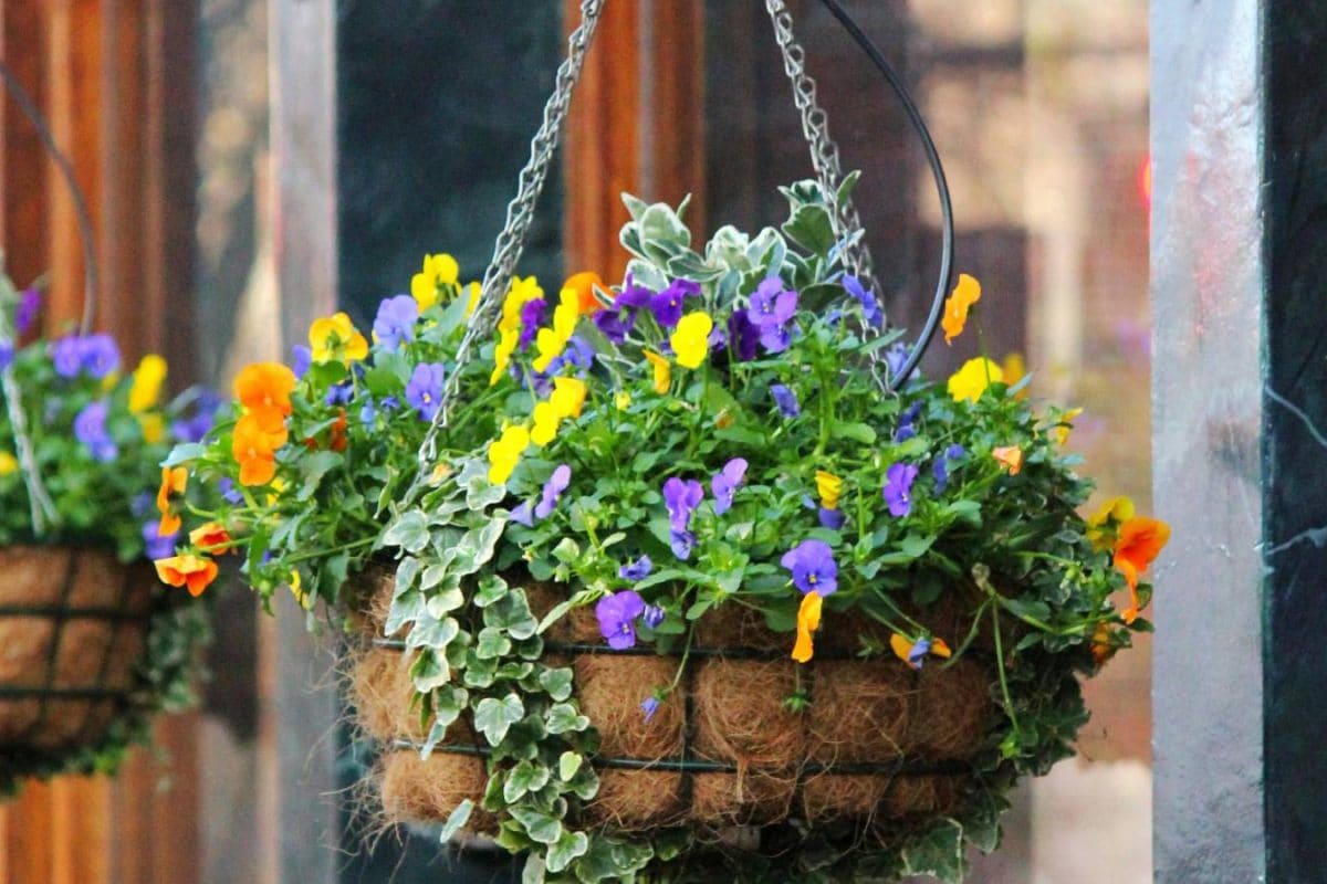 Refresh Your Home This Summer With A Beautiful DIY Hanging Basket